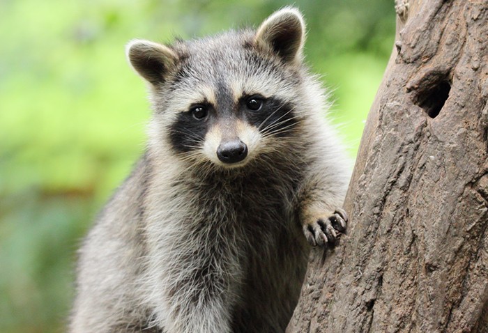 Good Morning, News: Tracking Intel's Growth, an Earthquake at Oregon's Coast, Trump's Indictments, and Remembering the President With a Pet Raccoon